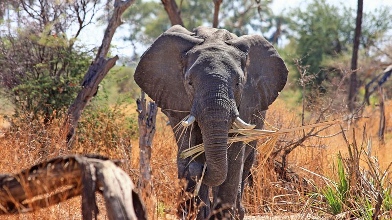 elephant, safari, africa, trunk, 4k