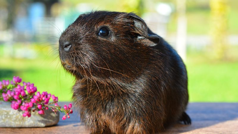 guinea pig, rodent, shine, 4k