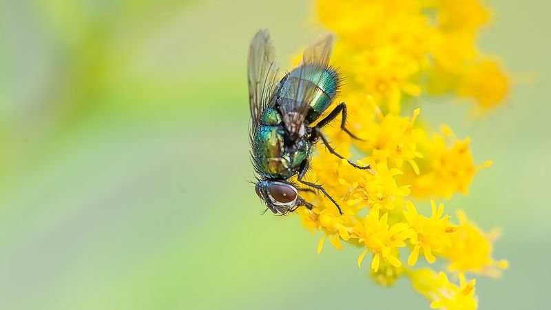 fly, flower, macro, 4k