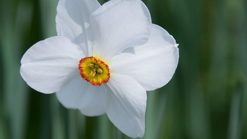 daffodil, flower, white, macro, bud, 4k