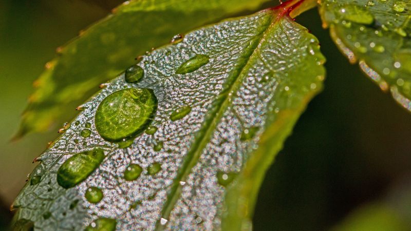 leaves, drops, dew, plant, 4k