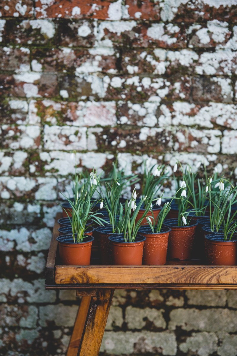 snowdrops 4k