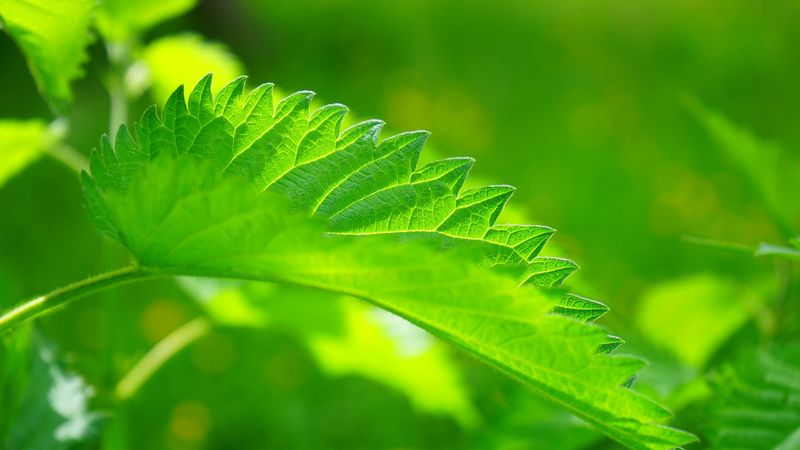 nettle, leaf, close-up, 4k