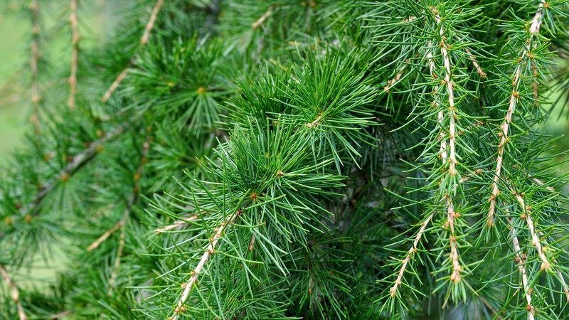 spruce, pine, branches, needles, 4k