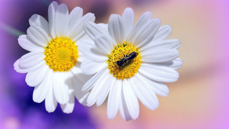 daisies, flowers, insects, 4k