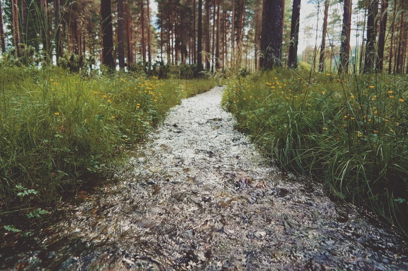 a forest path surrounded by tall green grass and yellow wildflowers in berglund, small forest stream 4k