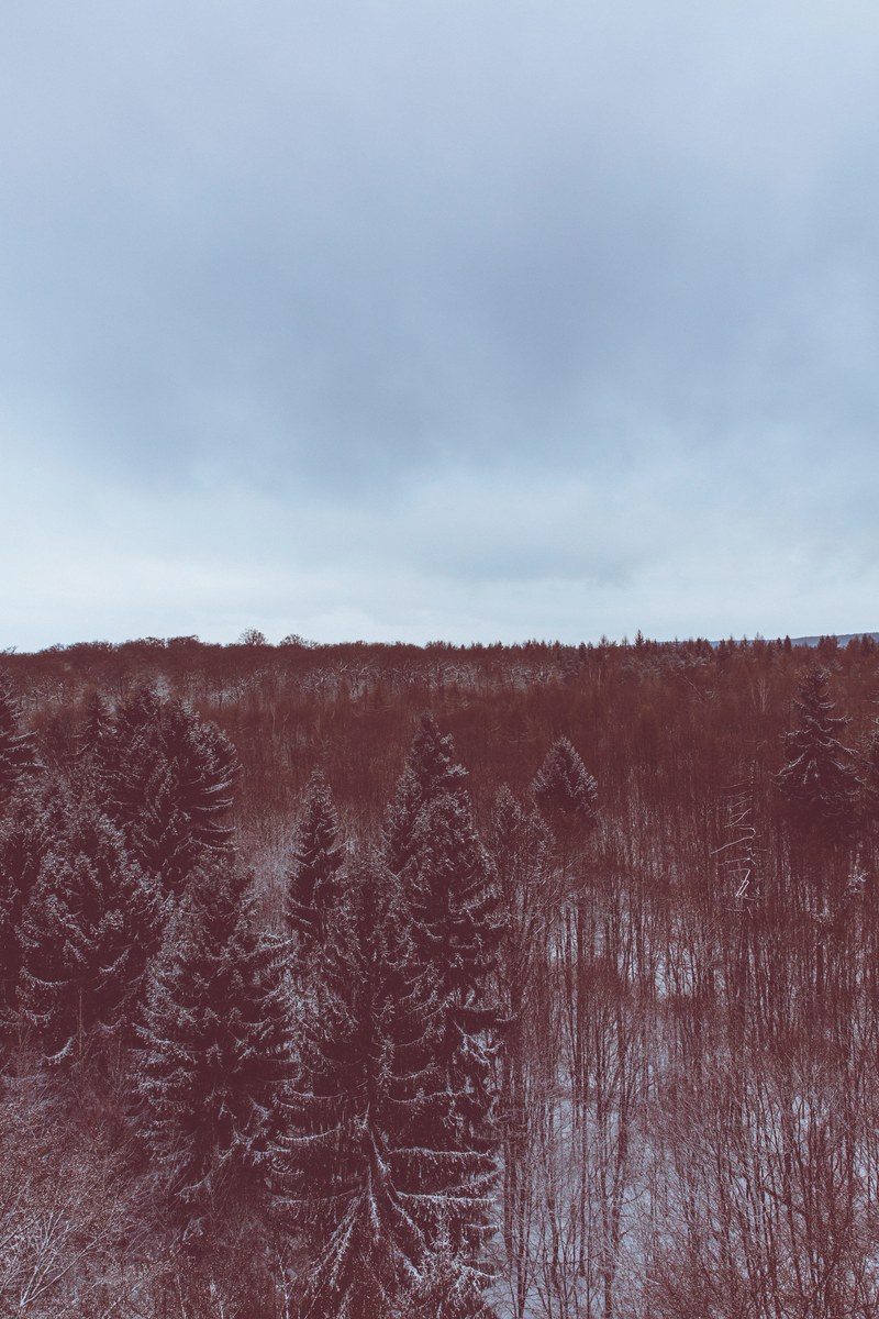 a red hued shot of an evergreen forest under snow, red hued forest 4k
