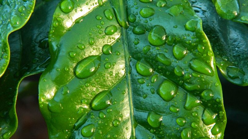 leaf, drop, surface, macro, 4k