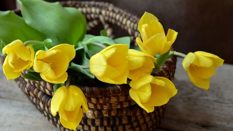 tulip, basket, flowers, bouquet, 4k