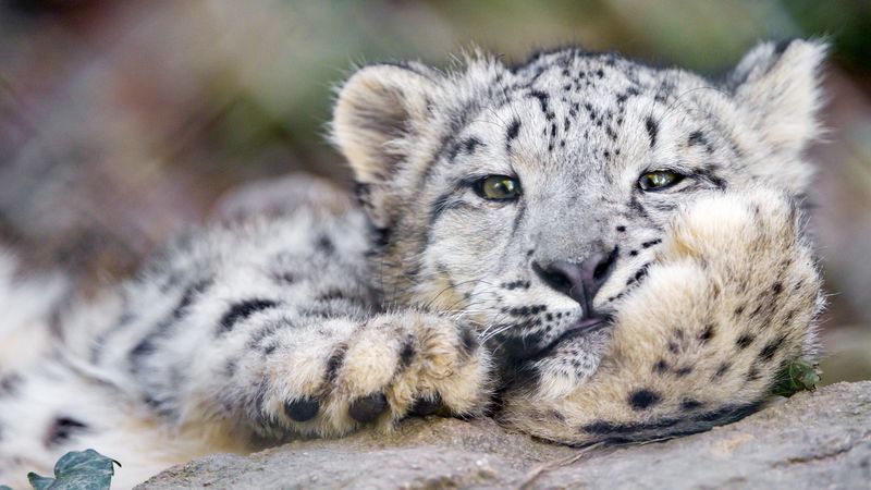 snow leopard, big cat, leopard, 4k