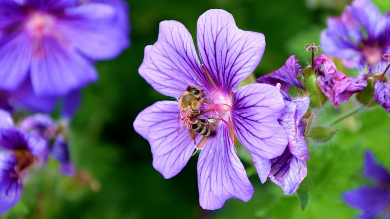 flower, nectar, pollen, bee, 4k
