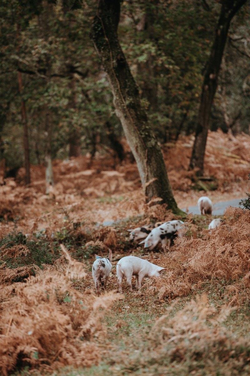pigs foraging in the forest 4k