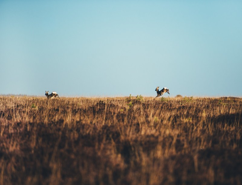 two deers leaping in a meadow in new forest national park, deer leaping 4k
