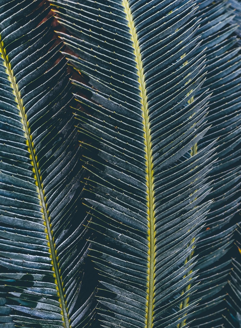 leafe and green hd, 4k