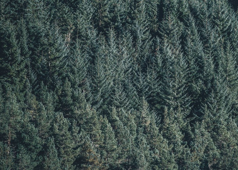 a drone shot of tall pine trees, aerial view of pine woods 4k