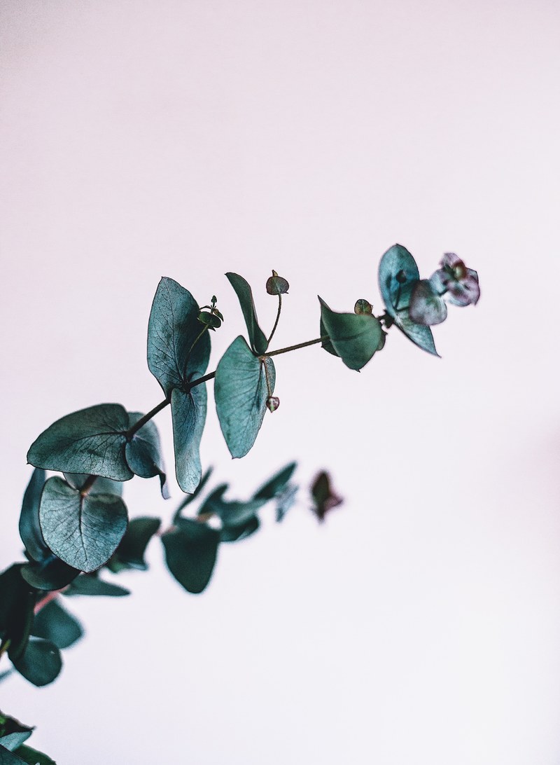 eucalyptus 4k