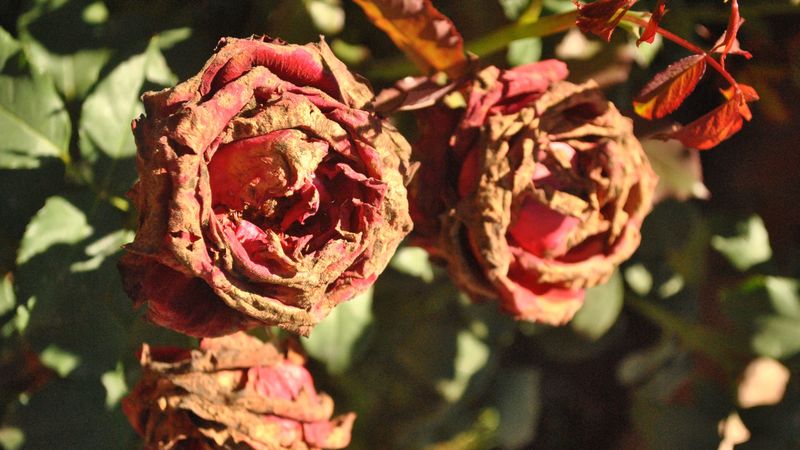dry rose, branch, petals, buds, 4k