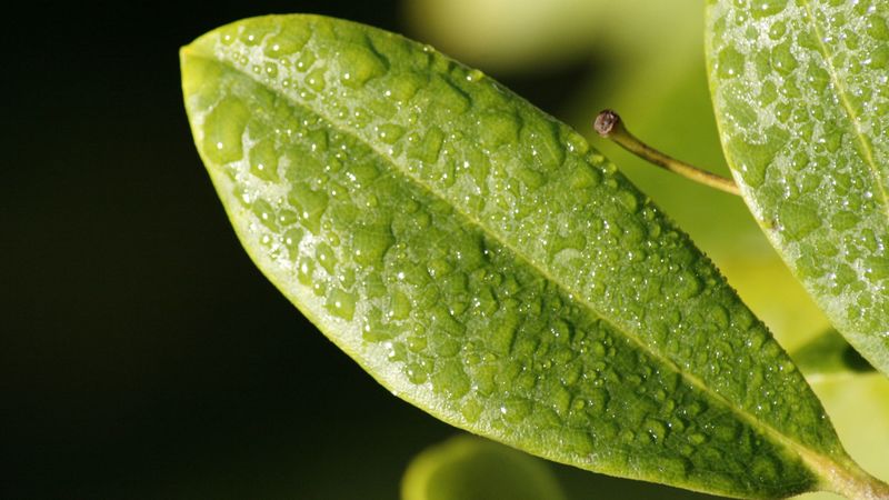 leaf, drop, dew, surface, 4k