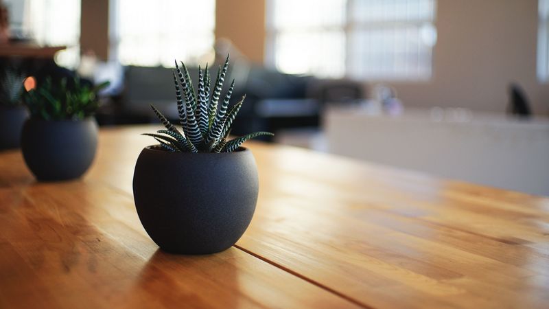 houseplant, pot, table, 4k