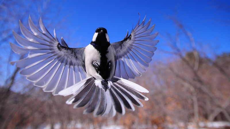 bird, flapping, wings, 4k