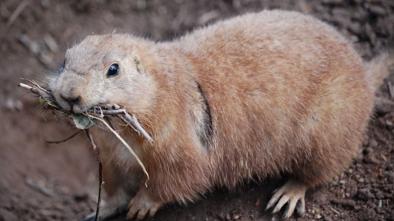 prairie dog, meerkats, branches, muzzle, 4k