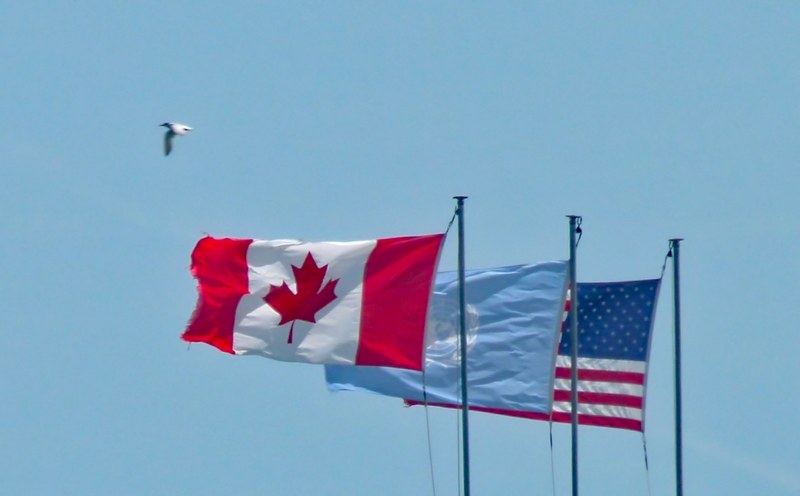 flags flying with bird 4k