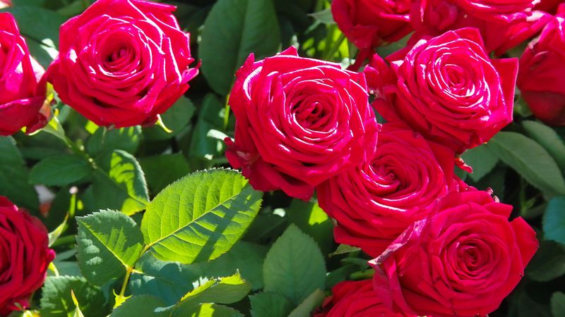 rose, flowers, buds, petals, branches, 4k