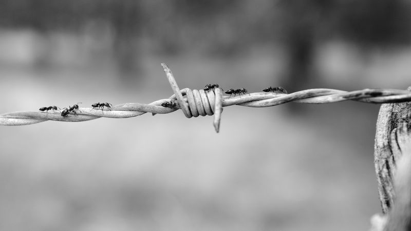 wire, netting, ants, bw, 4k