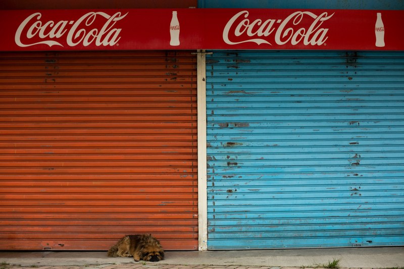 thirsty dog 4k