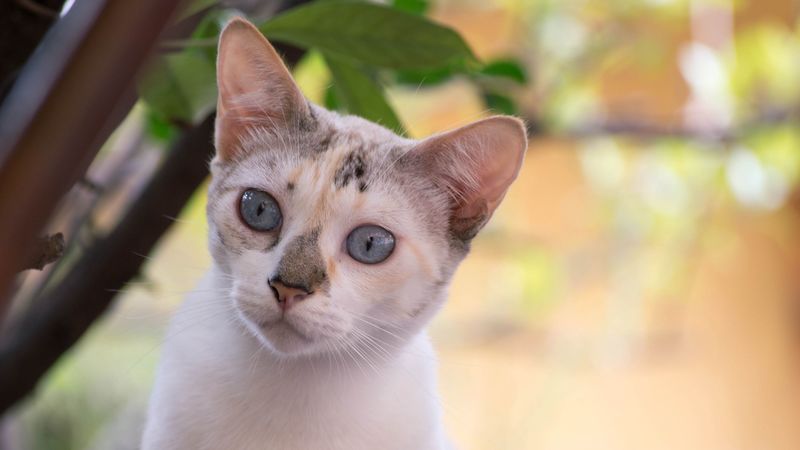 cat, face, spotted, look, 4k