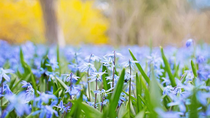 flowers, grass, field, motion blur, 4k