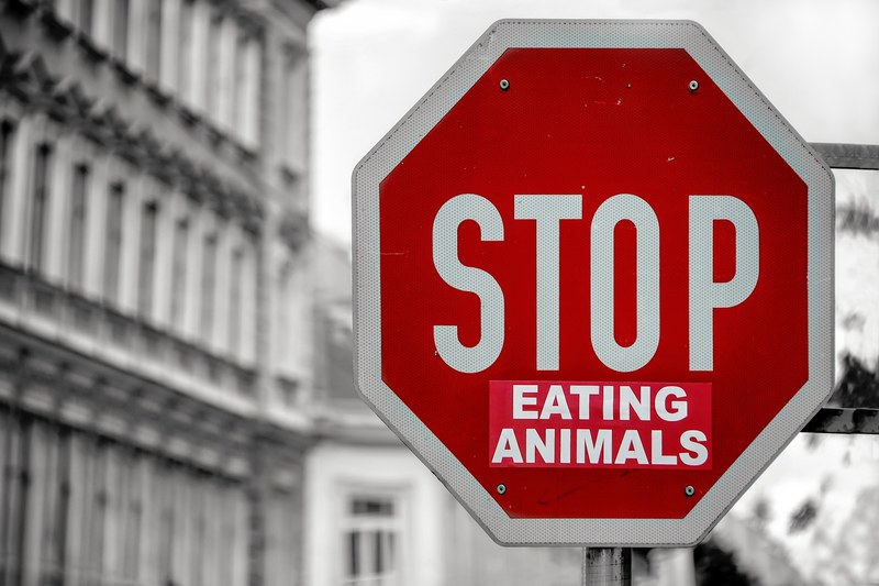 vegetarian peta sign reads stop eating animals, stop eating animals_ 4k