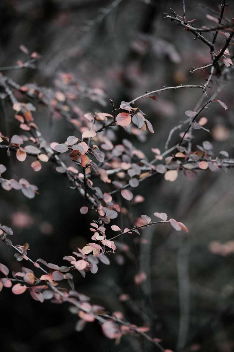 winter leaves 4k