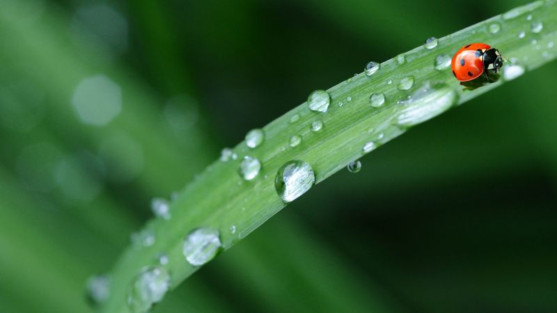ladybug, leaves, grass, drops, 4k