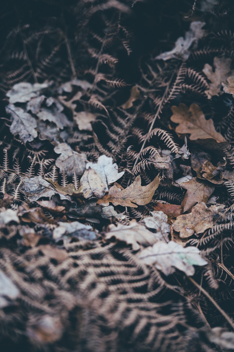 autumnal leaves 4k