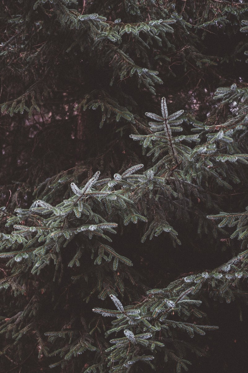 fir spruce pine tree 4k