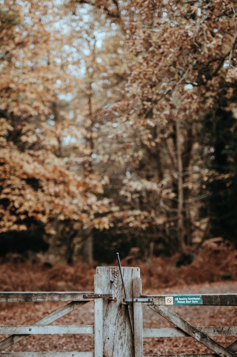 autumn in the forest 4k