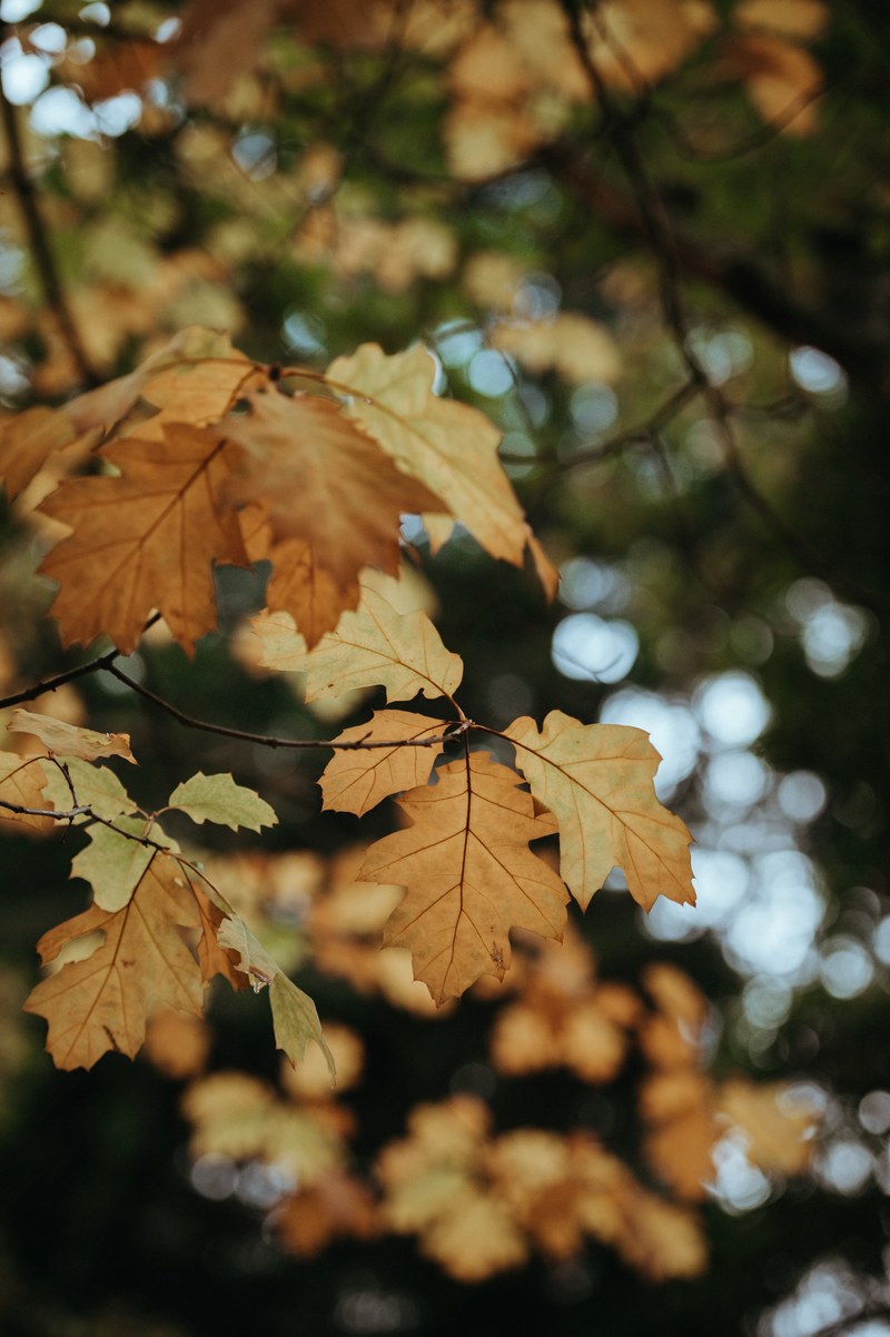 autumn tones 4k