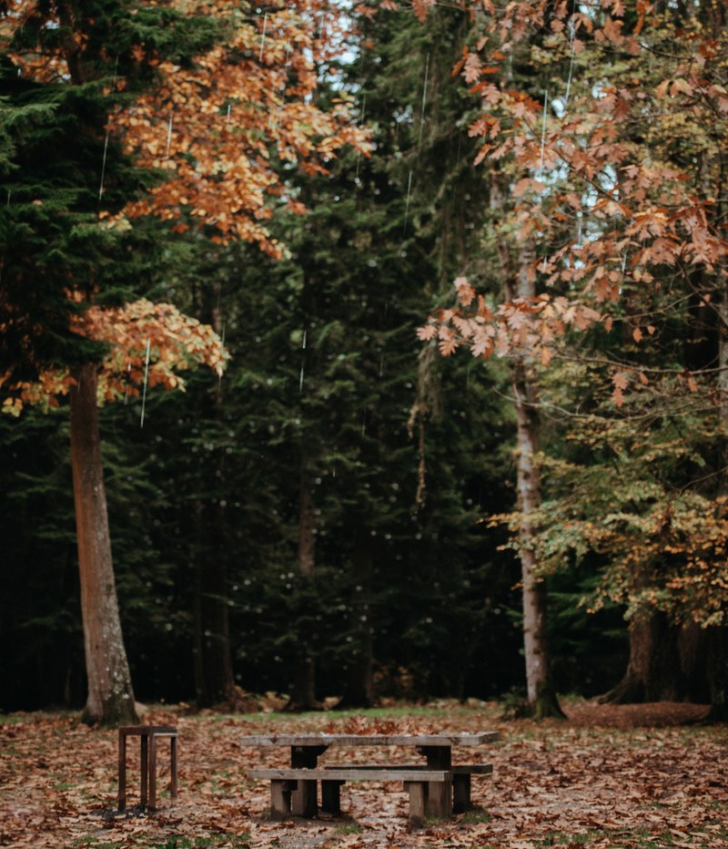 picnic table in the forest in autumn fall 4k