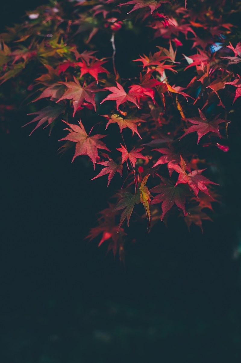 red autumnal leaves 4k