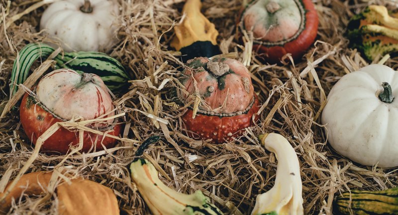 autumnal gourds and pumpkin in a stack of hay, fall vegetable harvest 4k
