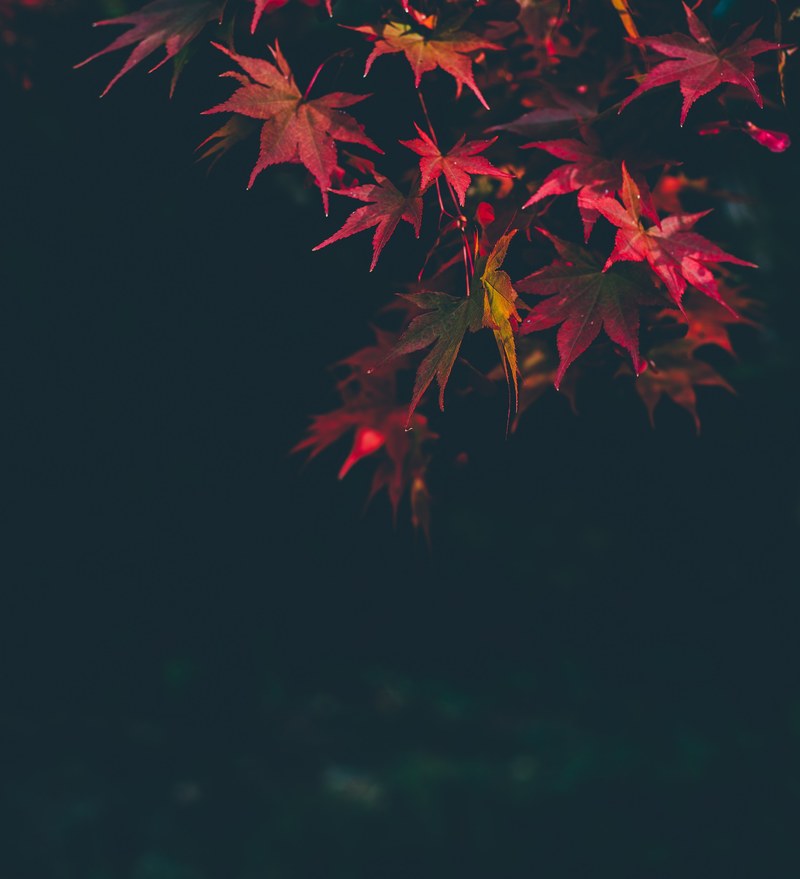 leaf fall maple leaves and autumn hd, 4k