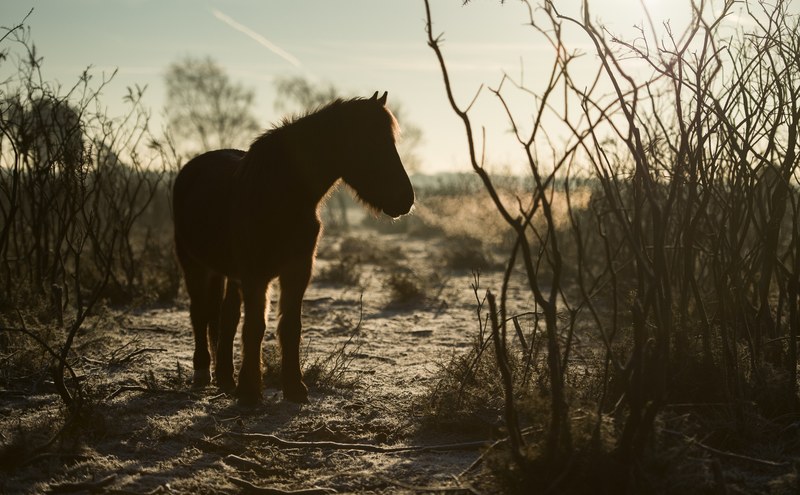 the silhouette of a horse standing near bare bushes, new forest pony one frosty morning 4k