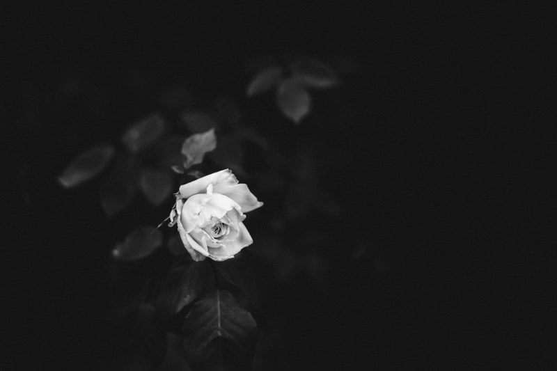single white rose 4k