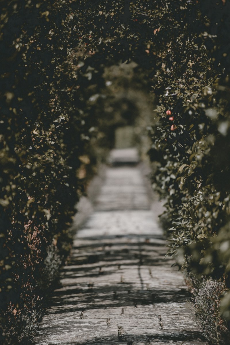 path garden arch and tree hd, 4k