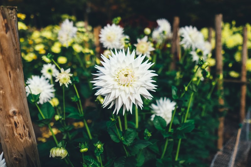 garden floral nature and white flower 4k