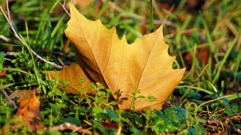 leaf, maple tree, grass, 4k
