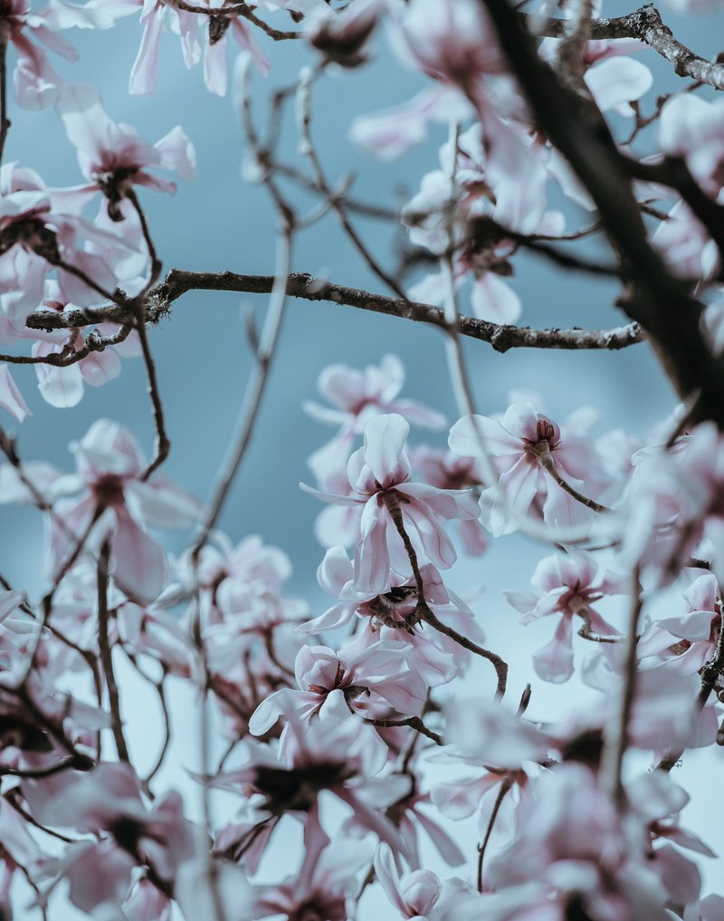 gazing up at the magnolia tree 4k