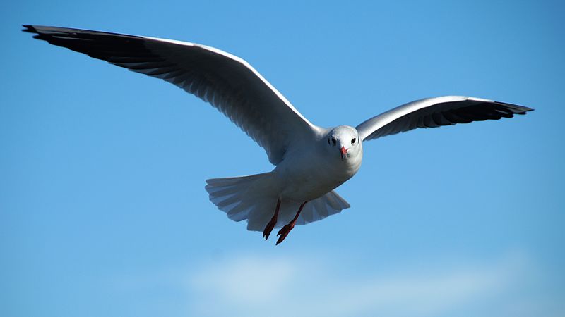 gull, bird, sky, flying, 4k