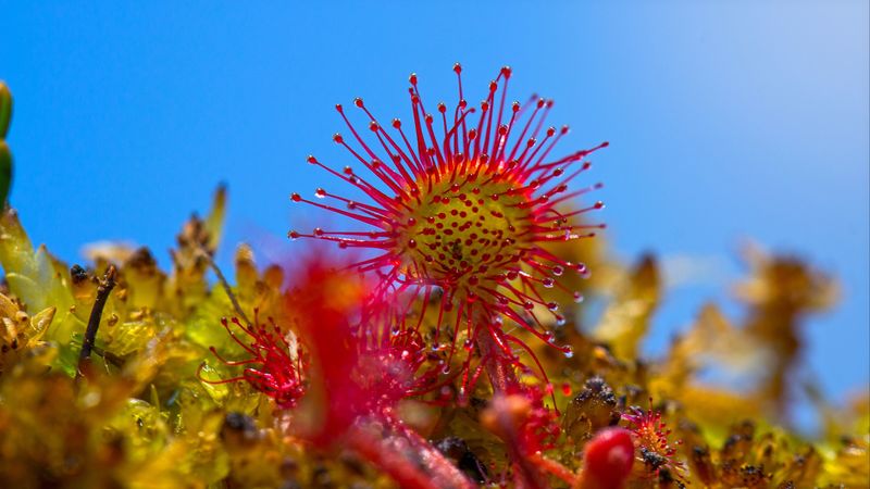 sundew, plant, close-up, 4k